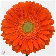 www.floristic.ru - . Gerbera - 