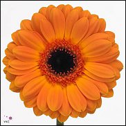 www.floristic.ru - . Gerbera - 