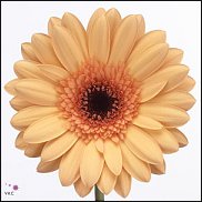 www.floristic.ru - . Gerbera - 