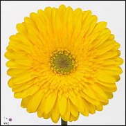 www.floristic.ru - . Gerbera - 