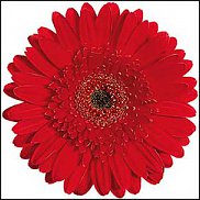 www.floristic.ru - . Gerbera - 