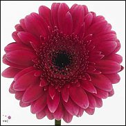 www.floristic.ru - . Gerbera - 