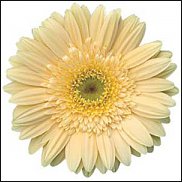 www.floristic.ru - . Gerbera - 