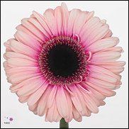 www.floristic.ru - . Gerbera - 