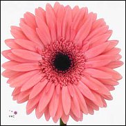 www.floristic.ru - . Gerbera - 