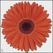 www.floristic.ru - . Gerbera - 