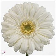 www.floristic.ru - . Gerbera - 