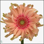 www.floristic.ru - . Gerbera - 