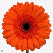 www.floristic.ru - . Gerbera - 