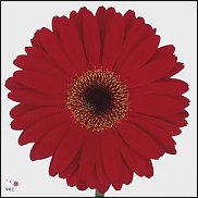 www.floristic.ru - . Gerbera - 