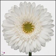 www.floristic.ru - . Gerbera - 