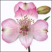 www.floristic.ru - . ALSTROEMERIA ()