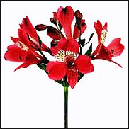 www.floristic.ru - . ALSTROEMERIA ()