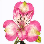 www.floristic.ru - . ALSTROEMERIA ()