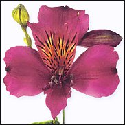 www.floristic.ru - . ALSTROEMERIA ()