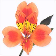 www.floristic.ru - . ALSTROEMERIA ()