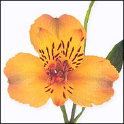 www.floristic.ru - . ALSTROEMERIA ()