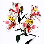 www.floristic.ru - . ALSTROEMERIA ()