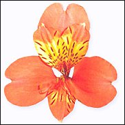 www.floristic.ru - . ALSTROEMERIA ()