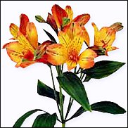 www.floristic.ru - . ALSTROEMERIA ()