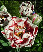 www.floristic.ru - . .
