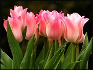     
: tulips17.jpg
: 670
:	121.5 
ID:	589664