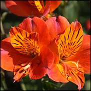 www.floristic.ru - . ALSTROEMERIA ()
