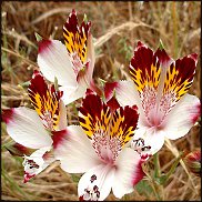 www.floristic.ru - . ALSTROEMERIA ()