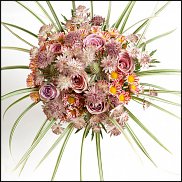 www.floristic.ru - .  (Astrantia)