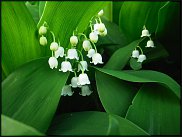 www.floristic.ru - .   (CONVALLARIA)