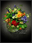 www.floristic.ru - .  (Astrantia)
