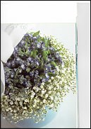 www.floristic.ru - .  (yosotis)