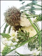 www.floristic.ru - . ,  (Ornitogalum)