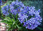 www.floristic.ru - .  (. Agapanthus)