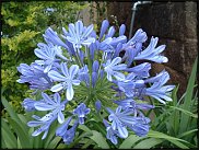 www.floristic.ru - .  (. Agapanthus)