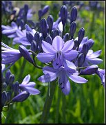 www.floristic.ru - .  (. Agapanthus)