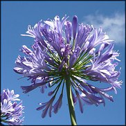 www.floristic.ru - .  (. Agapanthus)