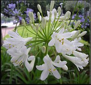 www.floristic.ru - .  (. Agapanthus)