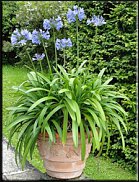 www.floristic.ru - .  (. Agapanthus)