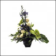 www.floristic.ru - .  (. Agapanthus)