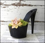 www.floristic.ru - . ́ (Succulentus)