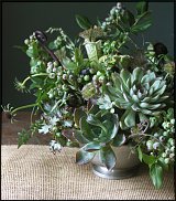 www.floristic.ru - . ́ (Succulentus)