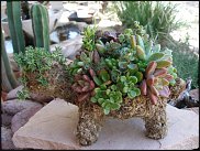 www.floristic.ru - . ́ (Succulentus)