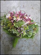 www.floristic.ru - . ́ (Succulentus)