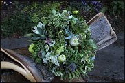 www.floristic.ru - . ́ (Succulentus)