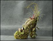 www.floristic.ru - . ́ (Succulentus)