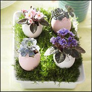 www.floristic.ru - . ́ (Succulentus)