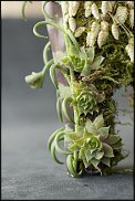 www.floristic.ru - . ́ (Succulentus)