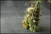 www.floristic.ru - . ́ (Succulentus)