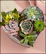 www.floristic.ru - . ́ (Succulentus)